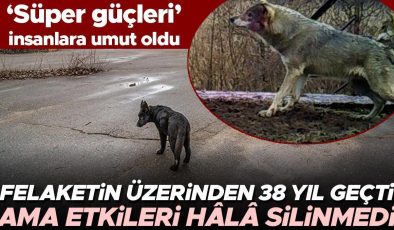 Felaketin üzerinden 38 yıl geçti ama etkileri hâlâ silinmedi… Kurtların ‘süper güçleri’ insanlar için umut oldu