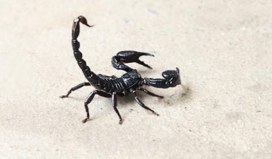 Akrep yenir mi, zararlı mı? Türkiye’de zehirli akrep var mı?