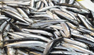 Balık sezonu yarın kapanıyor